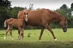Images Dated 13th July 2012: Horse - Chestnut - mare & foal Horse - Chestnut - mare & foal