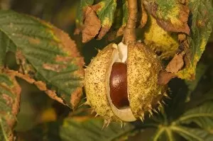Images Dated 22nd September 2007: Horse-chestnut - Nut, autumn