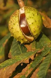Images Dated 22nd September 2007: Horse-chestnut - Nut, autumn