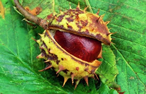 Images Dated 4th October 2006: Horse Chestnut - single chestnut in spiky sheath