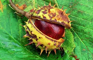 Chestnut Prints: Horse Chestnut - single chestnut in spiky sheath