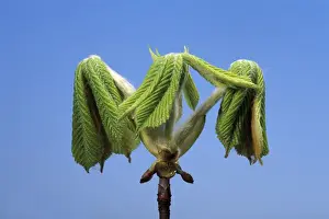 Horse Chestnut - step of the opening of the bud