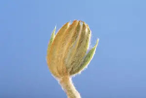 Chestnut Prints: Horse Chestnut - step of the opening of the bud