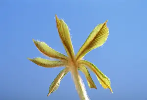 Horse Chestnut - step of the opening of the bud