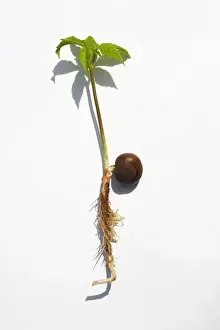 Chestnuts Prints: Horse Chestnut - studio image showing new plant shoot