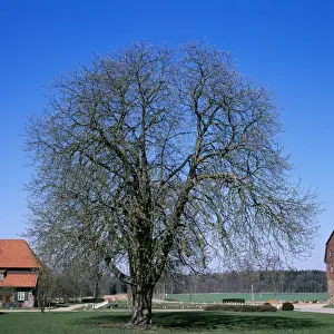 Buds Prints: Horse Chestnut Tree
