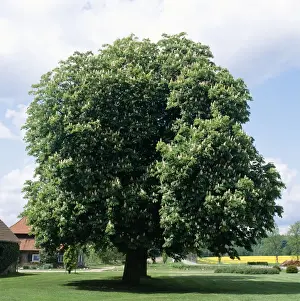 Chestnuts Prints: Horse Chestnut Tree - in blossom time, May