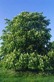 Chestnuts Prints: Horse Chestnut Tree DAD 976 Flowers in tall panicles during May Aesculus hippocastanum © David Dicon / ARDEA