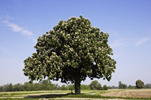 Images Dated 12th May 2006: Horse Chestnut Tree - by field