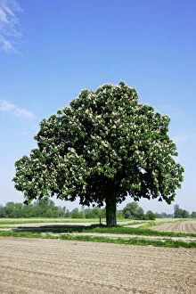 Images Dated 12th May 2006: Horse Chestnut Tree - by field