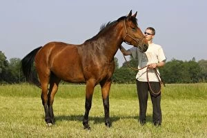 Images Dated 13th June 2006: Horse - chestnut wearing halter with owner