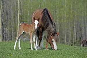 Horse - Chestnut Welsh Mountain Pony Mare and Foal