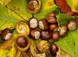 Chestnut Prints: Horse-chestnuts or conkers Aesculus hippocastanum, in autumn. Dorset