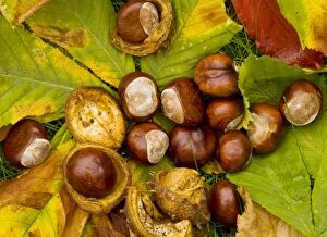 Horse Chestnuts - conkers, in autumn