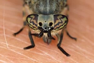Horse Fly Collection: Horse / Cleg Fly - feeding on human arm - UK