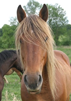 Horse - close-up of nose and mouth