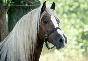 Stallion Collection: Horse - Cob Stallion - Close-up of head