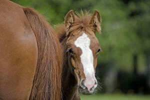 Colt Gallery: Horse - Curious Arab Colt peaking from around mothers tail