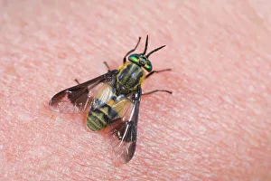 Horse Fly Collection: Horse (deer) Fly - on human skin Norfolk UK