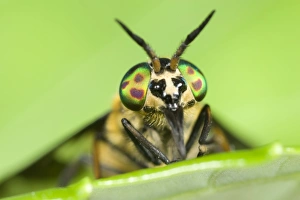 Horse Fly Collection: Horse / Deer Fly Resting on leaf Norfolk UK
