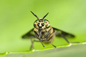 Horse / Deer Fly Resting on Leaf Norfolk UK