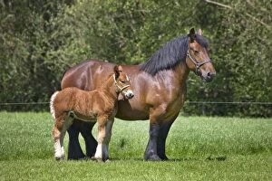 Images Dated 14th May 2012: Horse - draft horse with foal