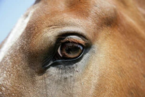 Images Dated 20th July 2006: Horse. Eye