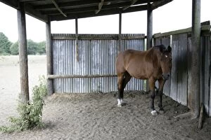 Horse in field shelter
