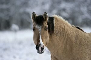 Quarterhorses Gallery: Horse - Fijord-Quarterhorse portrait, in winter