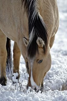 Horse Fijord-Quarterhorse in snow feeding at winter pasture