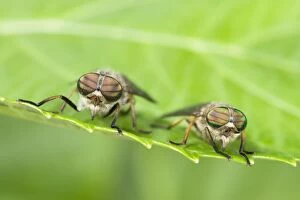 Horse Fly Collection: Horse Flies Two sitting on leaf Norfolk UK