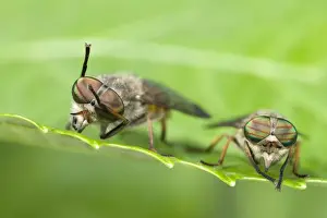 Horse Flies Two sitting on leaf Norfolk UK
