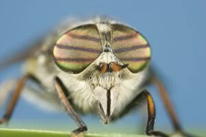 Horse Fly Collection: Horse-fly Banded Eyes