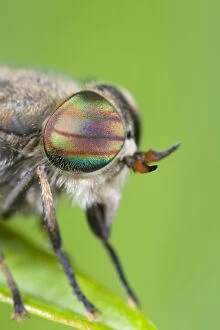 Horse Fly (female) - showing banded eyes