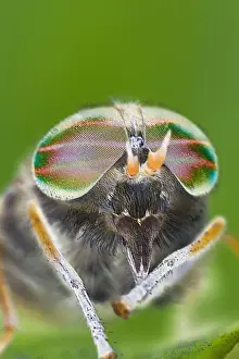 Compound Eyes Prints: Horse Fly (female) Showing banded eyes Electron Micrograph style