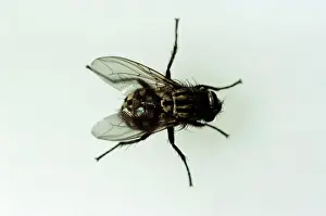 Flies Prints: Horse Fly JC 222 Diptera : Tabanus bromius © John Clegg / ARDEA LONDON