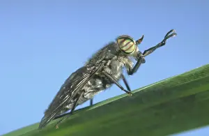 Horse Fly Showing banded eyes Norfolk UK