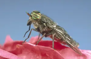 Horse Fly Showing banded eyes Norfolk UK