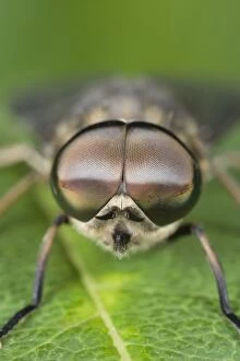 Horse Fly - showing large compound eyes