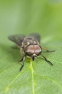 Horse Fly Collection: Horse Fly - showing large compound eyes Norfolk UK