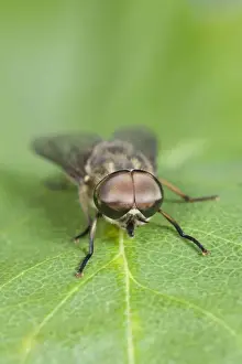 Compound Eyes Prints: Horse Fly - showing large compound eyes Norfolk UK
