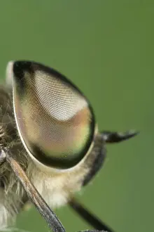 Horse Fly - showing large compound eyes Norfolk UK