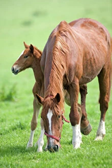 Horses Collection: Horse - with foal grazing in field