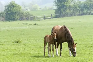 Equestrian Prints: Horse - with foal grazing in field