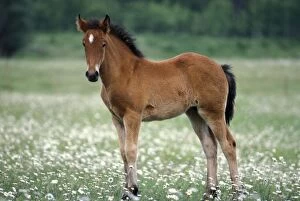 Foals Gallery: Horse - Foal standing in meadow of flowers. Shows