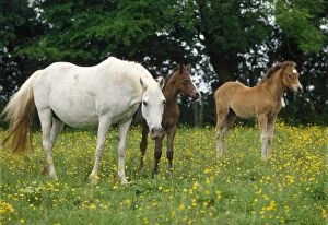 Horse - with foals
