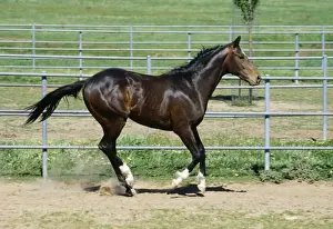 Horse - gallop pace