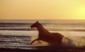 Horses Collection: Horse galloping through surf CRH 933 At sunset - Nordkoek, Cape Town