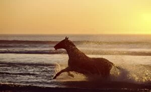 Horse galloping through surf - At sunset