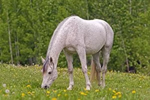 Horse - Gray Arabian mare grazing in meadow